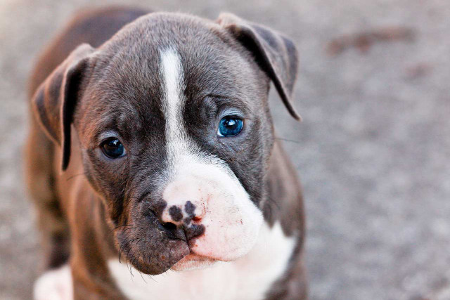 Brown white dog blue eyes free wallpaper - medium preview image