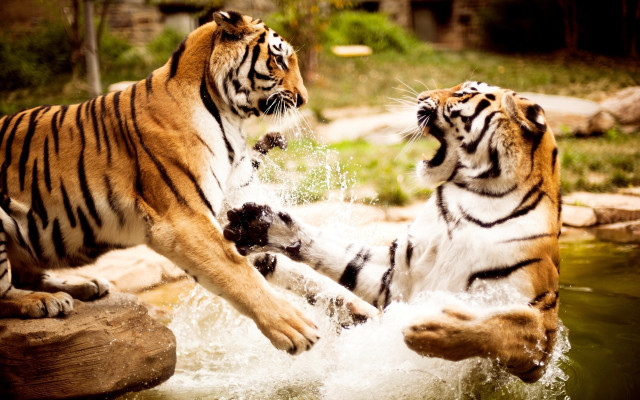 Two tigers playing in pond free wallpaper - medium preview image