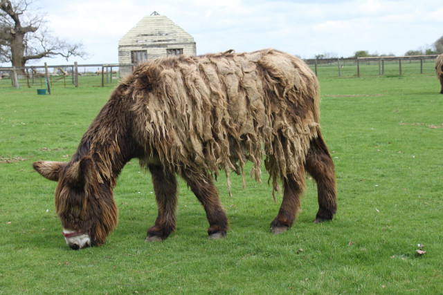 Shaggy brown animal grazing field free wallpaper - medium preview image