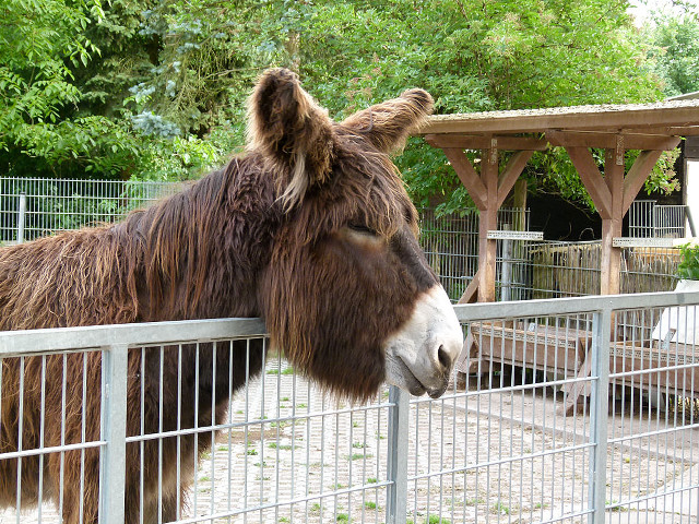 Donkey fence gazebo picnic park free wallpaper - medium preview image