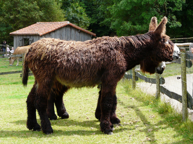 Brown donkey grass fence building free wallpaper - medium preview image