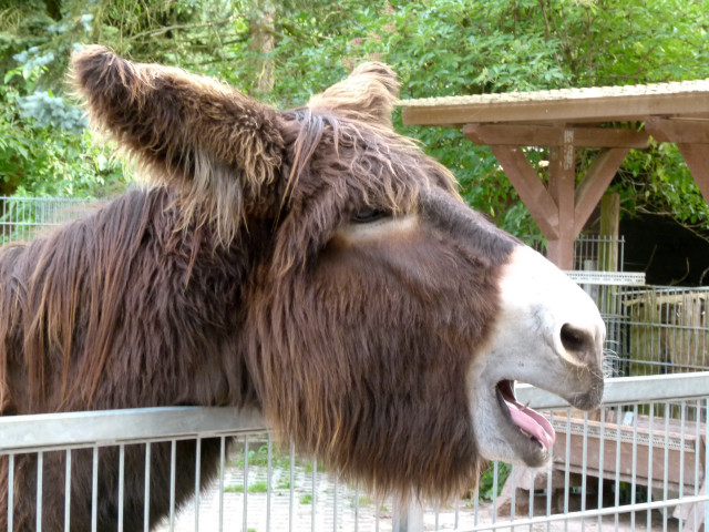 Donkey mouth open fence zoo free wallpaper - medium preview image