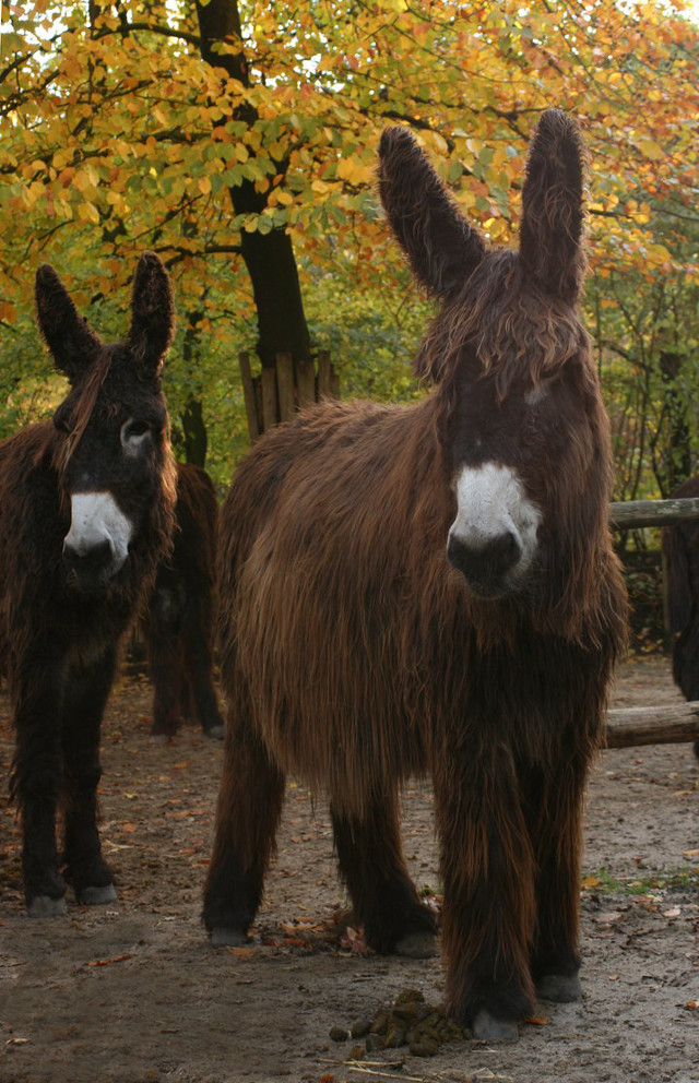 Donkeys forest fence autumn leaves free wallpaper - medium preview image