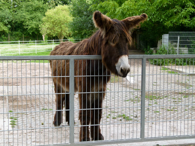 Donkey fence zoo enclosure trees free wallpaper - medium preview image