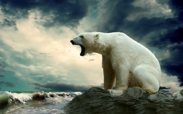 Polar bear rock stormy sky free wallpaper - medium preview image