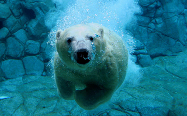 Polar bear swimming water rocks free wallpaper - medium preview image