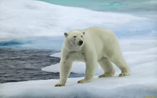 Polar bear iceberg ocean ecological free wallpaper - medium preview image