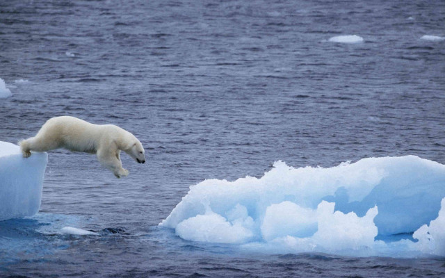 Polar bear jumping iceberg water #2 free wallpaper - medium preview image