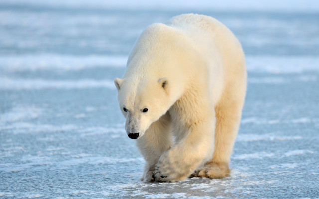 Polar bear walking frozen lake #2 free wallpaper - medium preview image