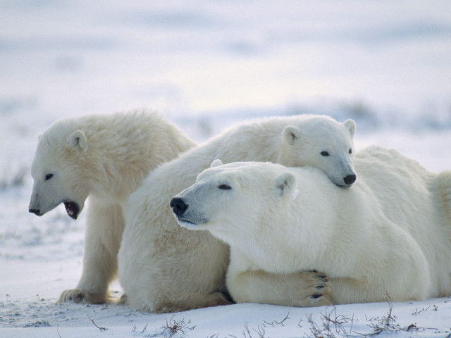 Three polar bears sitting together free wallpaper - medium preview image