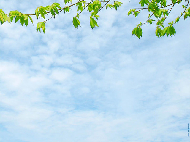 Plane tree branch sky blue free wallpaper - medium preview image