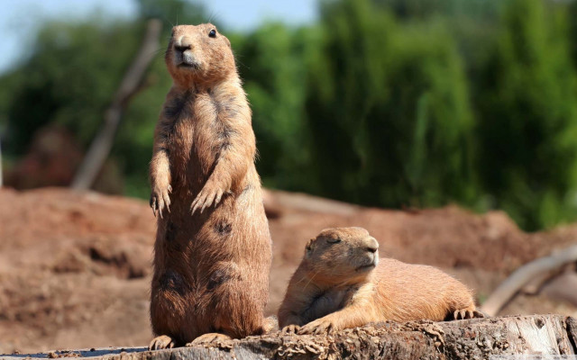 Prairie groundhogs standing hind legs #4 free wallpaper - medium preview image