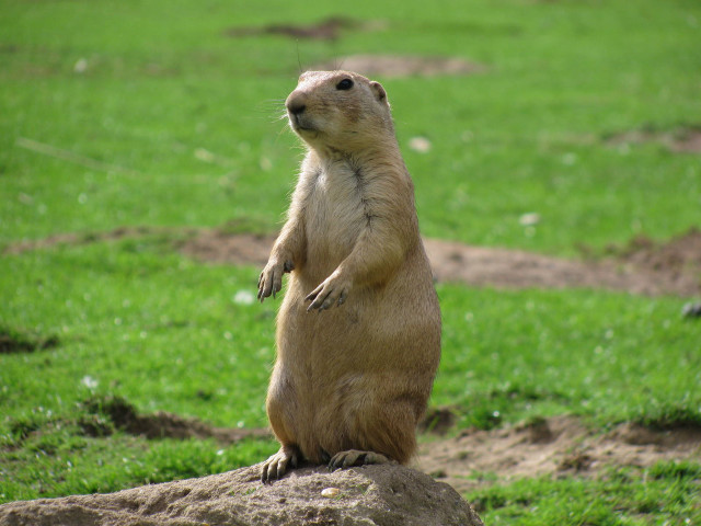 Small animal standing rock field free wallpaper - medium preview image