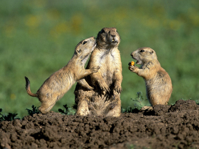 Prairie groundhogs eating dirt grass free wallpaper - medium preview image