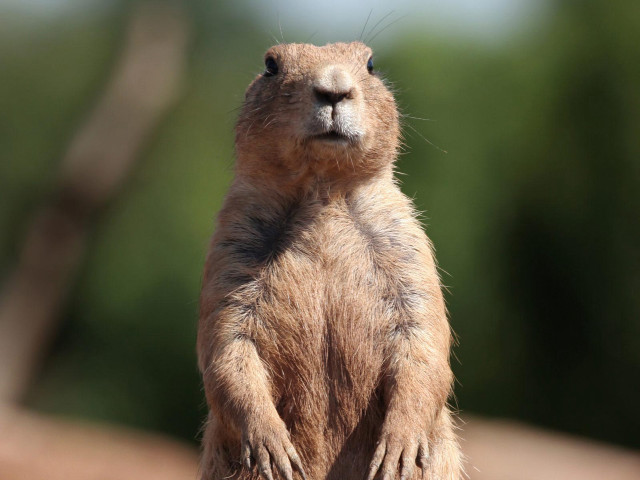 Small brown animal standing closed free wallpaper - medium preview image
