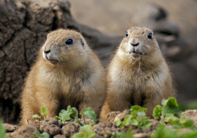 Prairie groundhogs field dirt grass free wallpaper - medium preview image