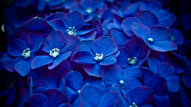 Blue flowers white centers bouquet #3 free wallpaper - medium preview image