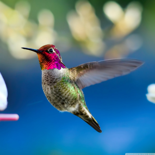 Hummingbird flying wings flower background free wallpaper - medium preview image