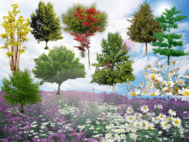 Field flowers trees sky background free wallpaper - medium preview image