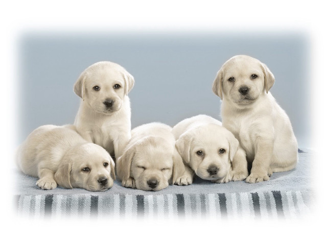 Puppies blanket photo studio lightblue free wallpaper - medium preview image