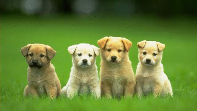 Puppies sitting in the grass free wallpaper - medium preview image