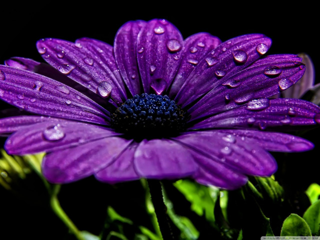 Purple flower water droplets petals #3 free wallpaper - medium preview image