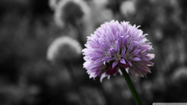 Purple flower blurry background black free wallpaper - medium preview image