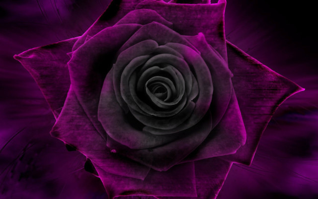 Purple rose black center gothic free wallpaper - medium preview image