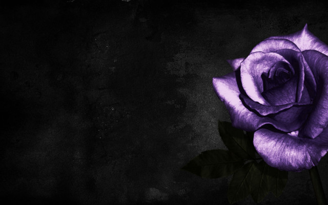 Purple rose black background green free wallpaper - medium preview image