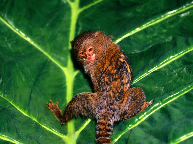 Monkey sitting leaf smiling camera free wallpaper - medium preview image