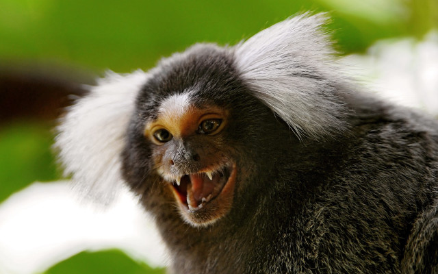 Monkey mouth open teeth wide free wallpaper - medium preview image