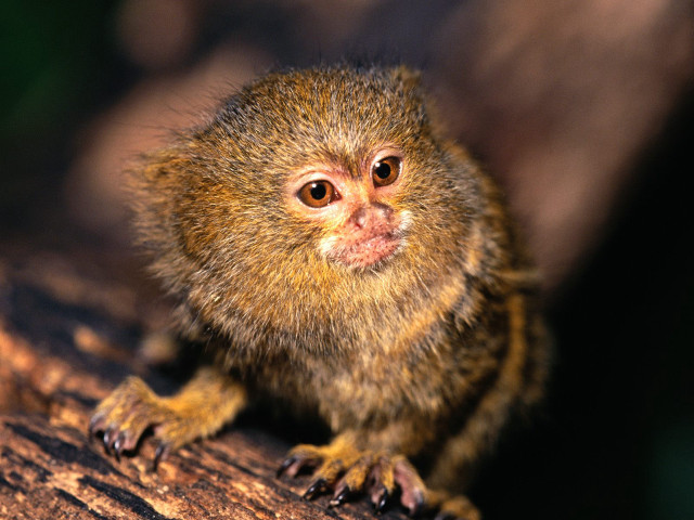 Small animal wooden table tree free wallpaper - medium preview image