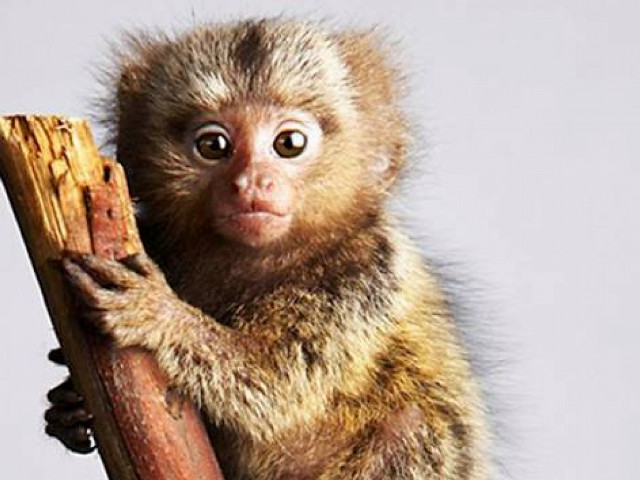 Small monkey sticking up puzzle free wallpaper - medium preview image