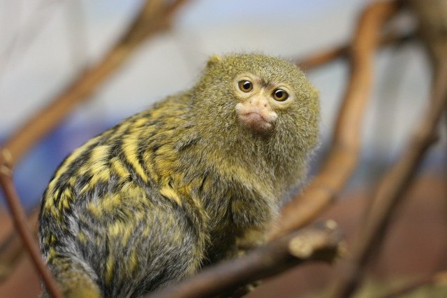 Small animal tree branch blurry free wallpaper - medium preview image