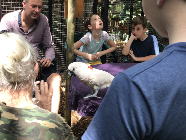 Group people parrot cage man free wallpaper - medium preview image