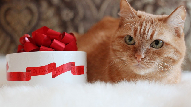 Cat laying bowl red ribbon free wallpaper - medium preview image