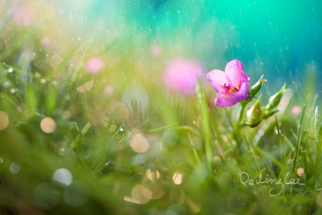 Pink flower grass water droplets free wallpaper - medium preview image