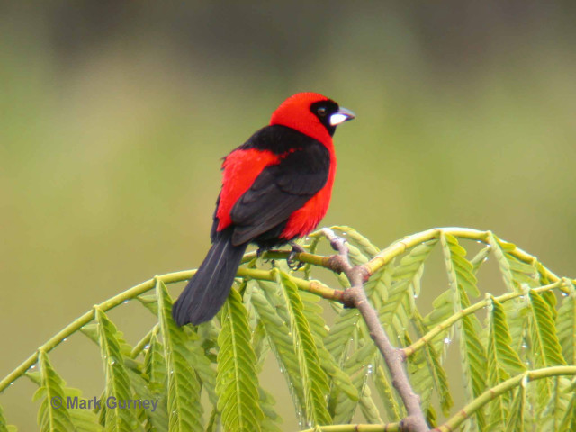 Red black bird branch green #3 free wallpaper - medium preview image