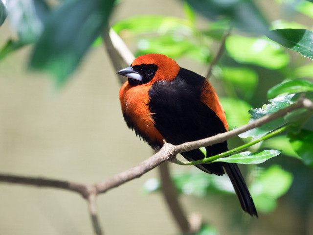 Red black bird branch leaves free wallpaper - medium preview image