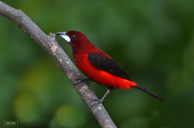 Red black bird perched branch free wallpaper - medium preview image