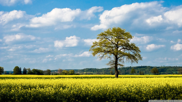 Lone tree yellow flower blue #2 free wallpaper - medium preview image