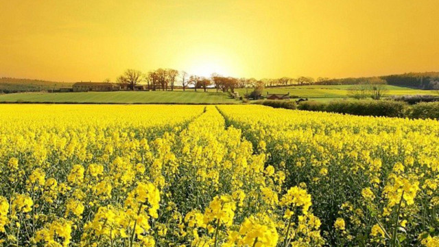 Yellow flowers sunset yellow sky free wallpaper for desktop - medium preview image