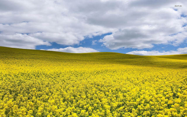 Yellow flowers cloudy sky blue #2 free wallpaper - medium preview image