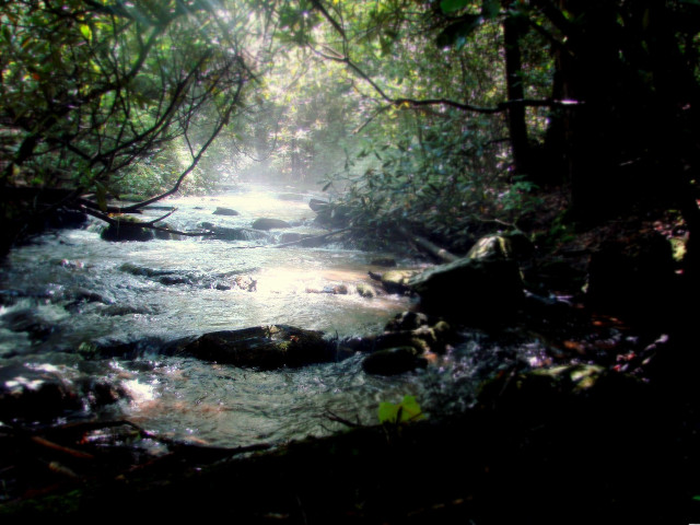 Stream forest trees rocks water free wallpaper - medium preview image