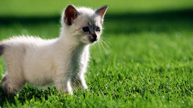 Small white kitten walking lush #2 free wallpaper - medium preview image
