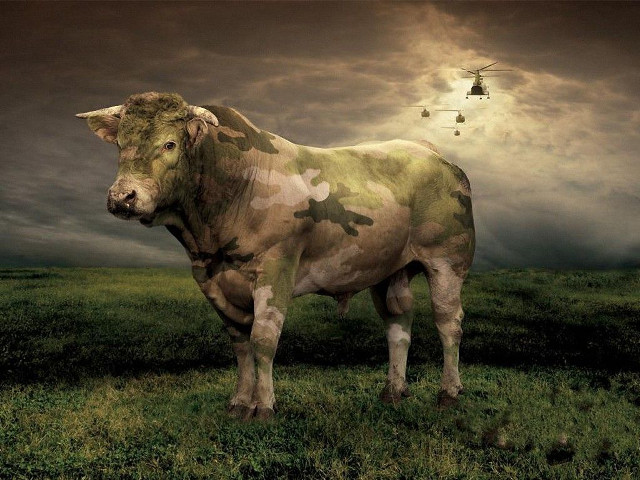 Cow field helicopter flying sky free wallpaper - medium preview image