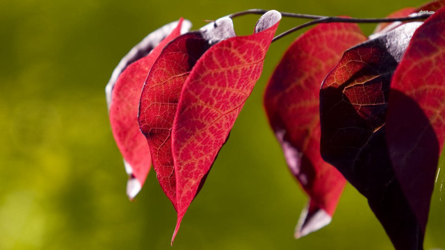 Red leaf hanging macro blurry free wallpaper - medium preview image