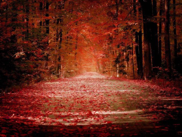 Road red leaves trees background free wallpaper - medium preview image