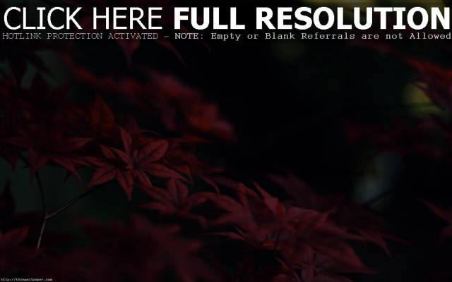 Red plant black background click free wallpaper - medium preview image