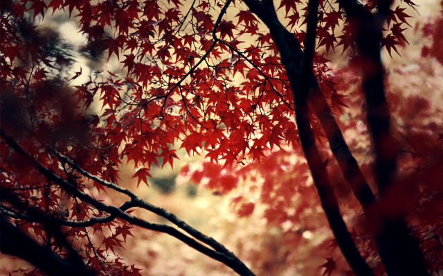 Red leaves fall tree blurry free wallpaper - medium preview image